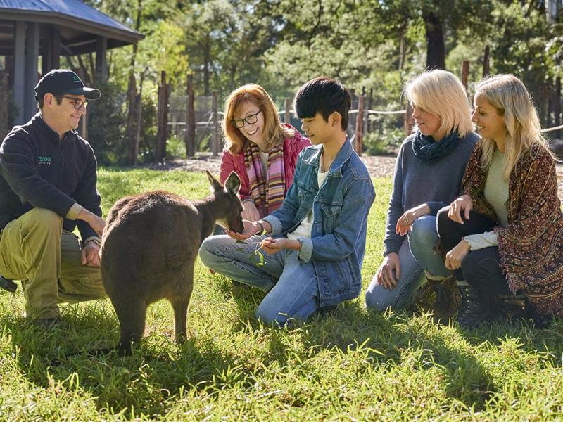 Feeding Kangaroo Island Kangaroos