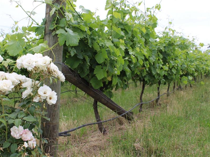 Grape vines Mornington