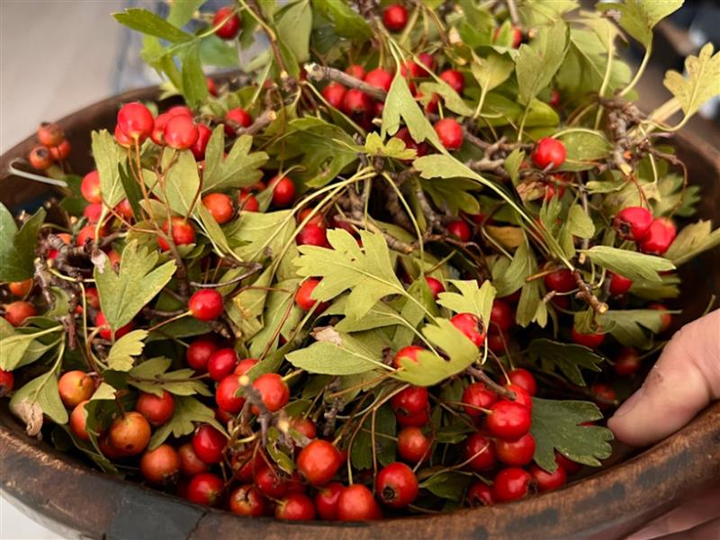 Hand holding bowl of red berries and leaves