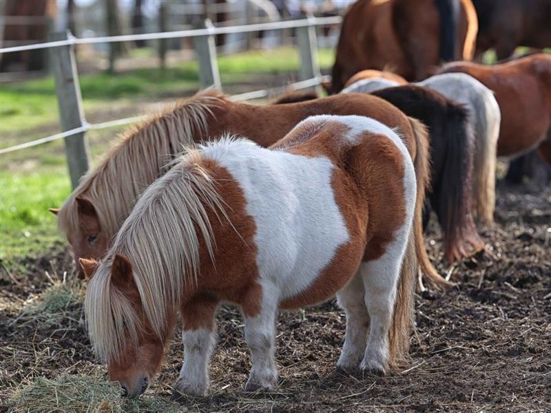 ponies grazing on grass