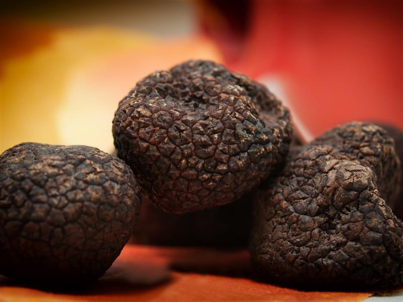 A group of black truffle on a red background