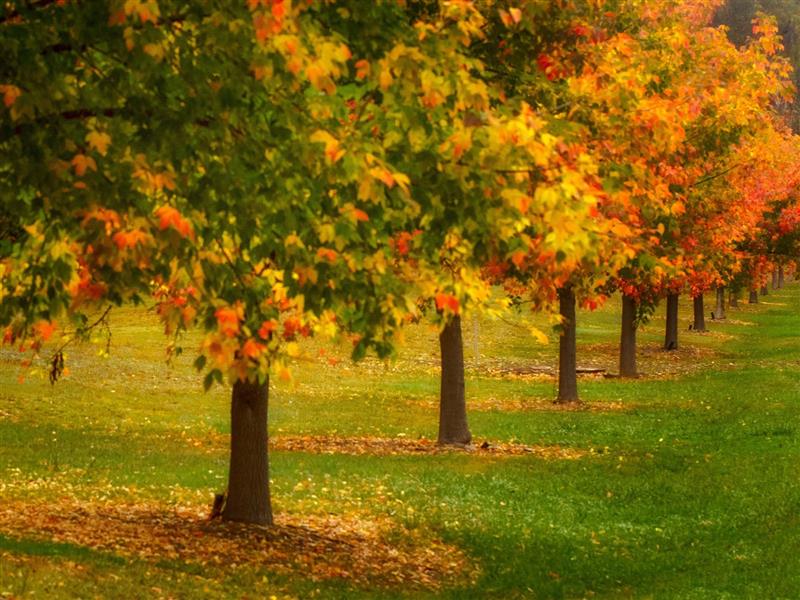 colour along the Back Porepunkah Rd