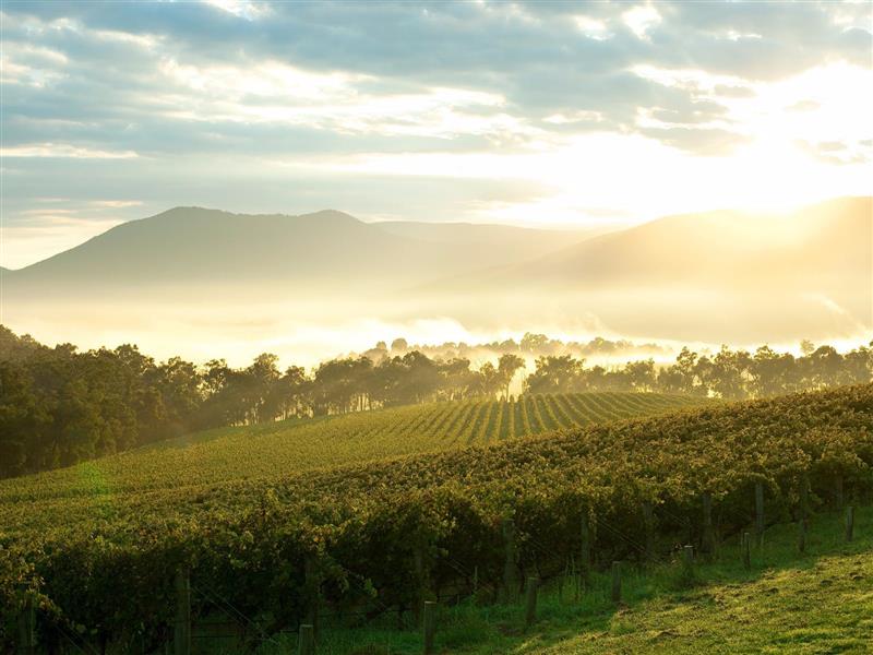 Yarra Valley Private Luxury Tour