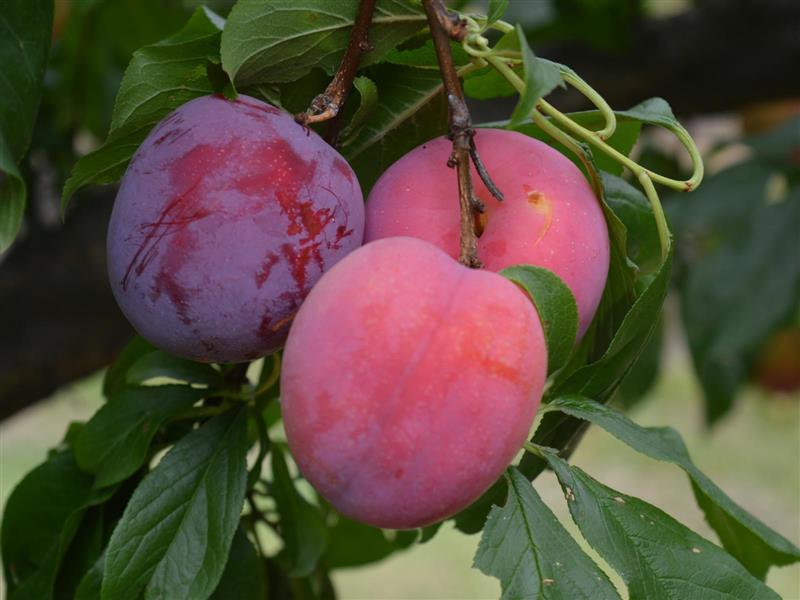 Summer Plums