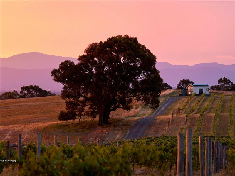 Hounds Run Vineyard and Tiny House at Sunset