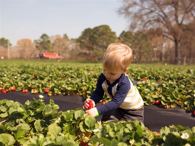 Surf Coast Strawberry Fields