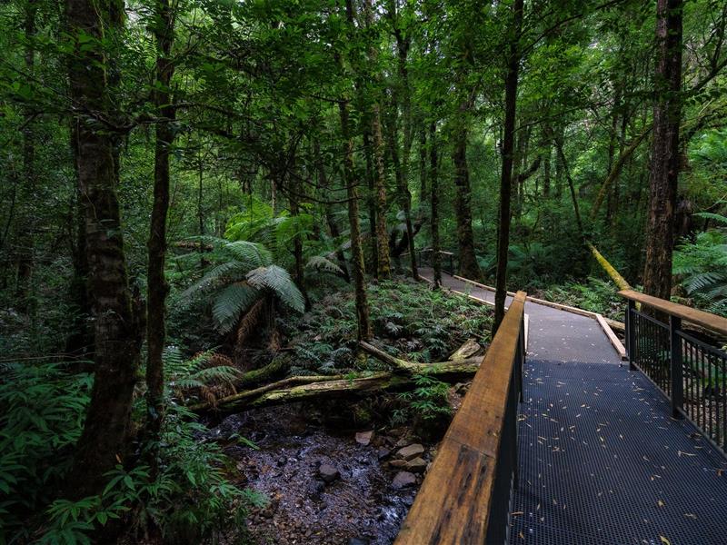 Wirrawilla Rainforest Walk