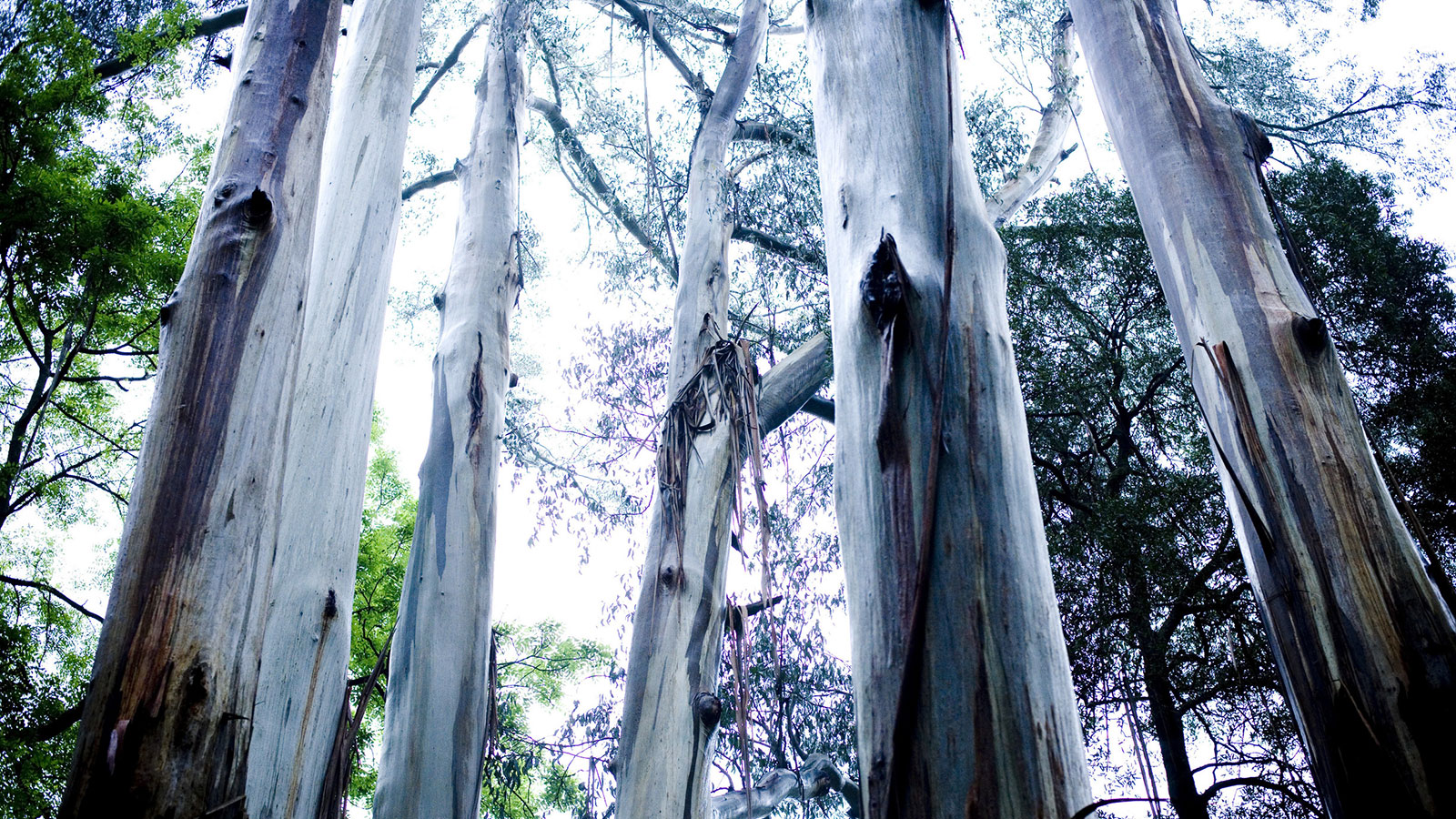 Alfred Nicholas Gardens, Yarra Valley and Dandenong Ranges, Victoria, Australia