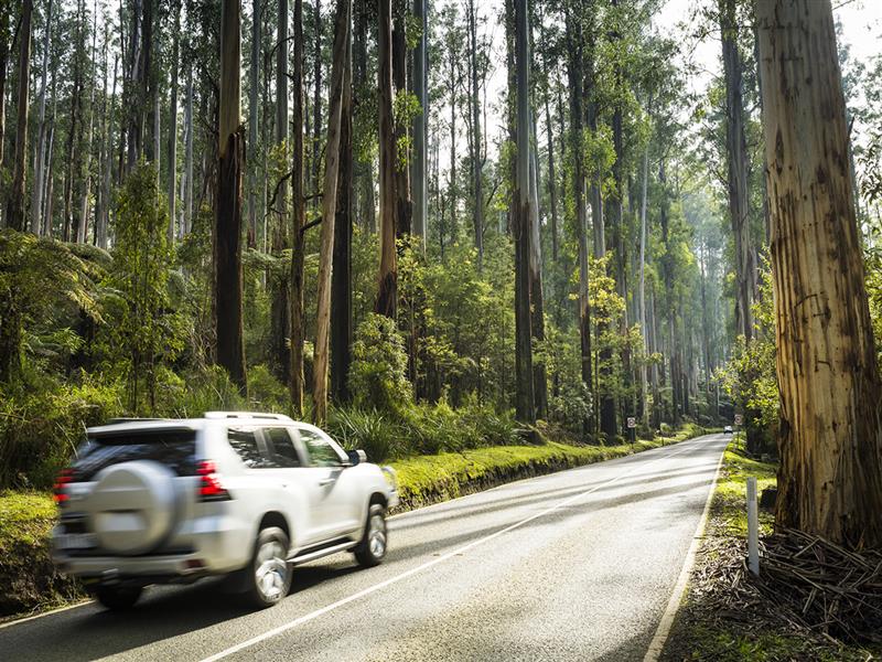 Black Spur Drive, Yarra Valley & Dandenong Ranges, Victoria, Australia