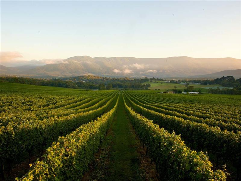 Bulong Estate Winery, Yarra Valley and Dandeong Ranges, Victoria, Australia