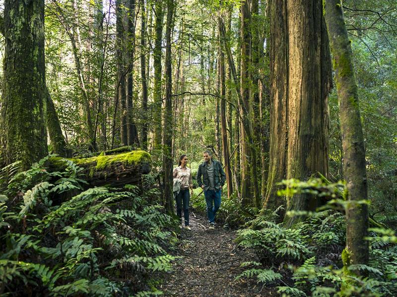 Cumberland Walk, Yarra Valley and Dandenong Ranges, Victoria, Australia