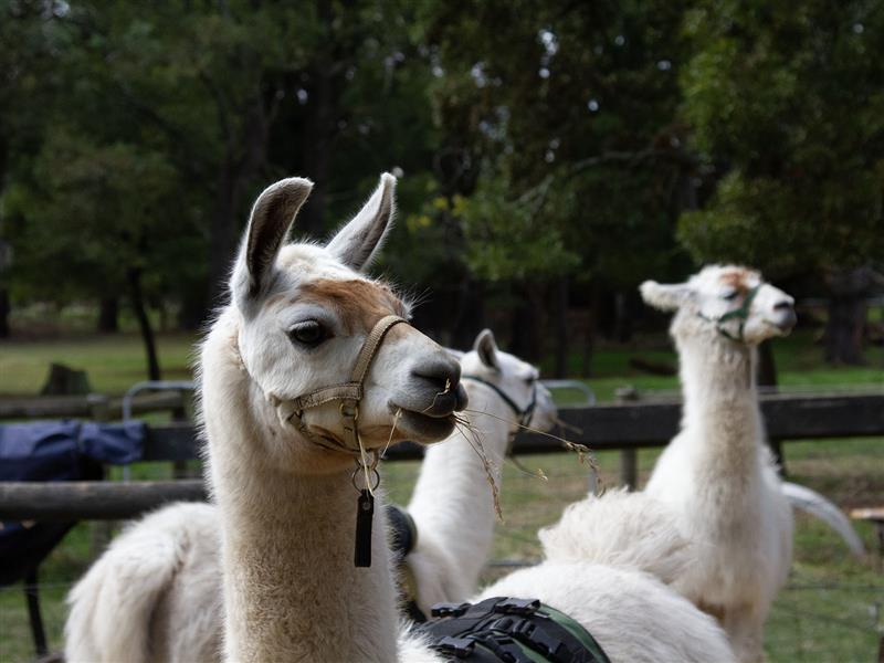 Llamas at Hanging Rock Llamas Trek, Daylesford and Macedon Ranges, Victoria, Australia. Image credit: Birdgehls.com