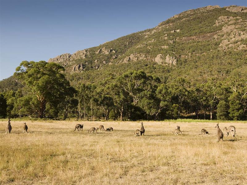 Kangaroos in Halls Gap, Grampians, Victoria, Australia