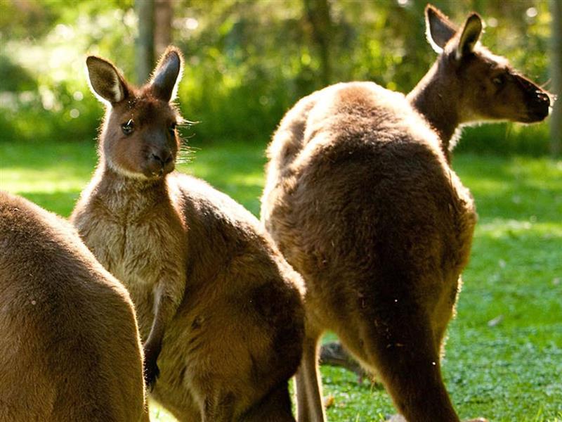 Kangaroos at Healesville Sanctuary