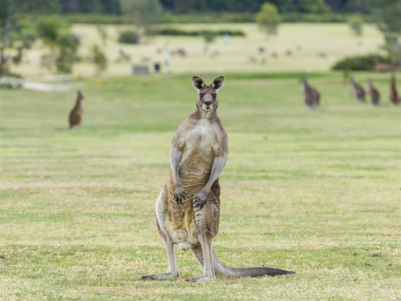 Kangaroos, Halls Gap, Grampians, Victoria, Australia