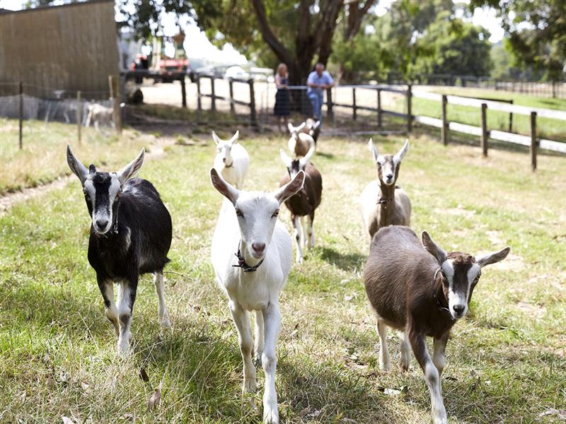 Main Ridge Dairy, Mornington Peninsula, Victoria, Australia