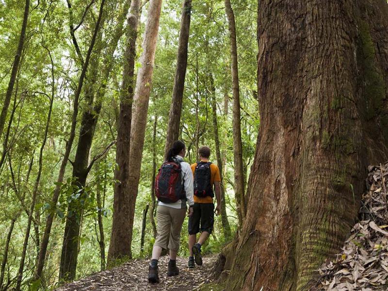 Melba Gully, Great Ocean Road, Victoria, Australia