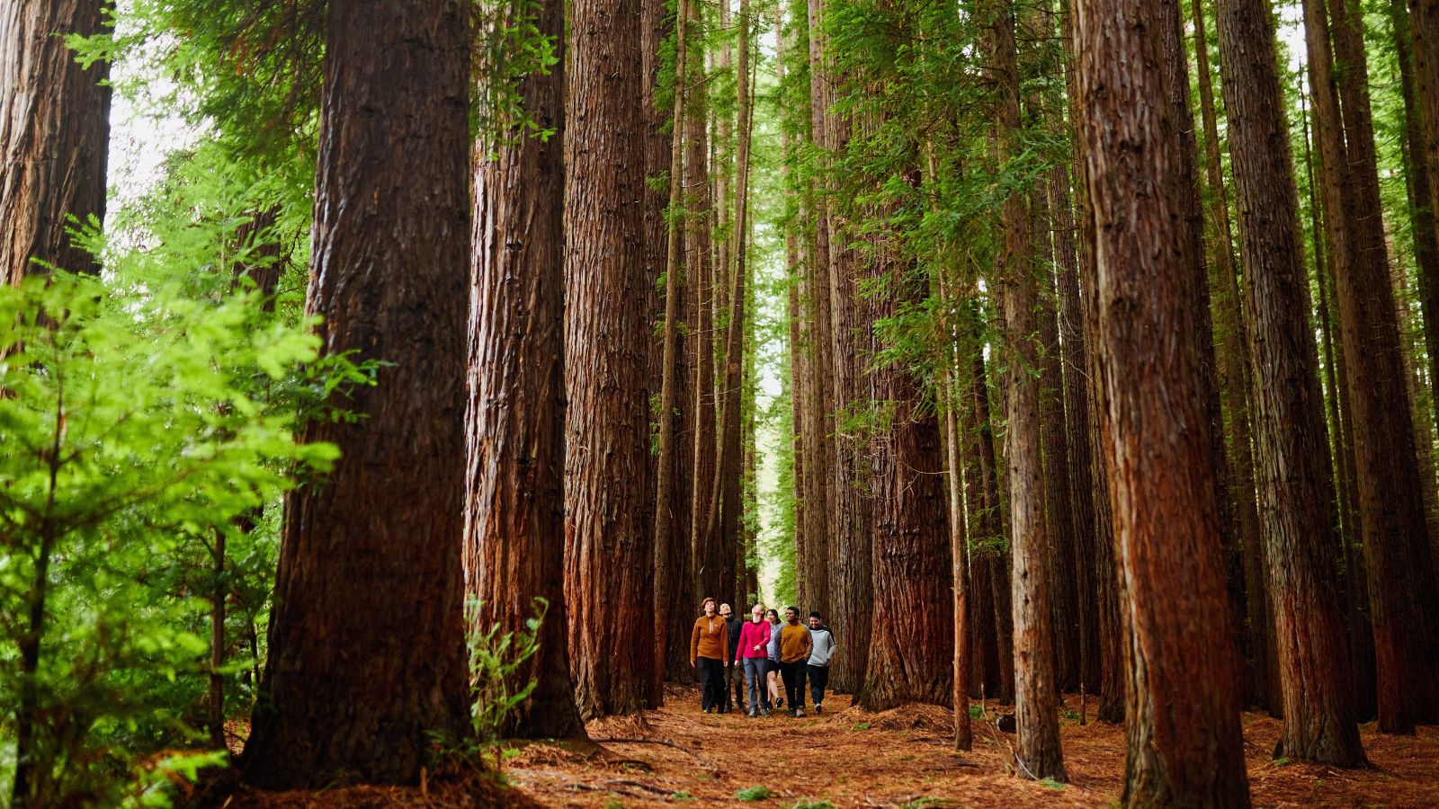 Redwood Forest, Yarra Valley & Dandenong Ranges, Victoria, Australia.