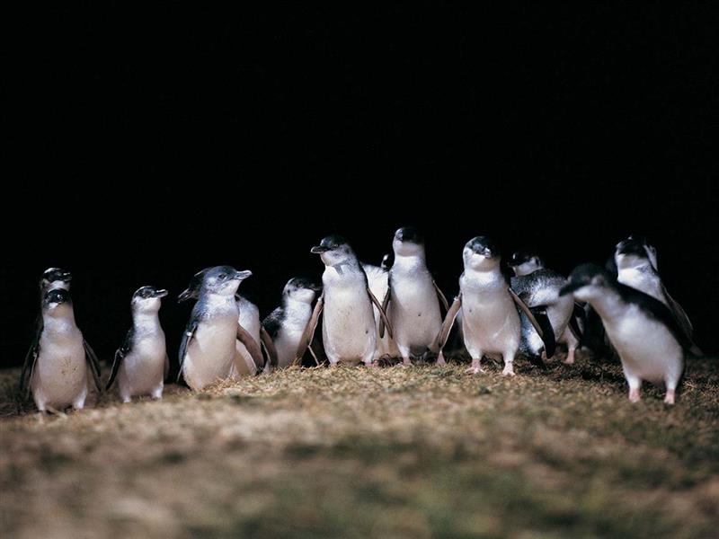 Penguins at Phillip Island Penguin Parade, Phillip Island, Victoria, Australia