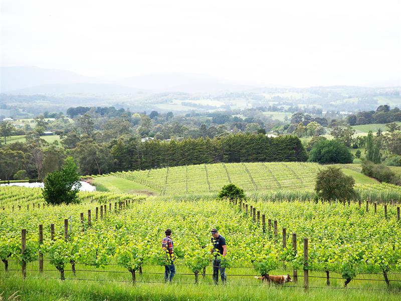 Seville Estate, Seville, Yarra Valley and the Dandenong Ranges, Victoria