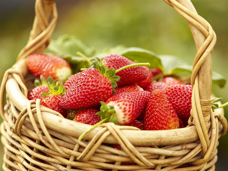 Strawberries at Sunny Ridge Strawberry Farm, Mornington Peninsula, Victoria, Australia