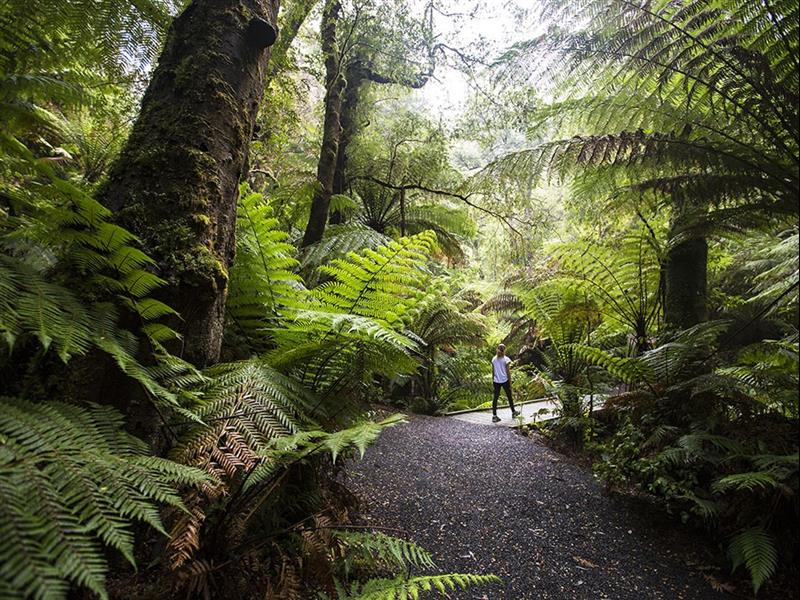 Tarra Bulga National Park, Gippsland, Victoria, Australia