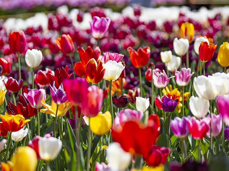 Tesselaar Tulip Festival, Silvan, Victoria, Australia
