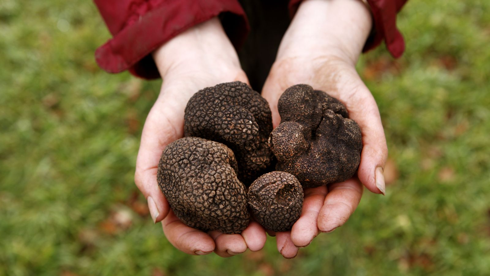 Black Cat Truffle Farm