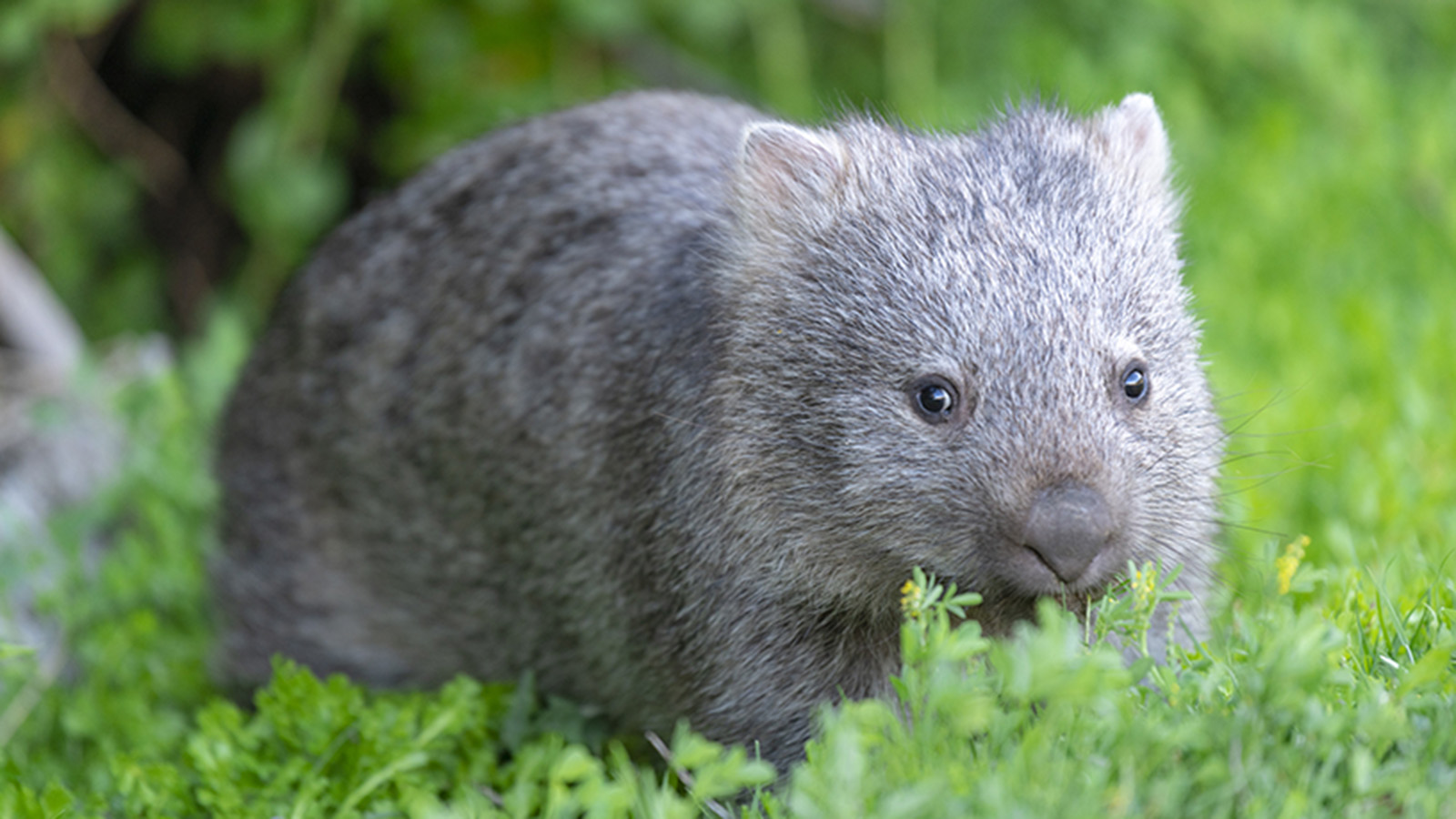 Wombat. Photo by Mark Watson.
