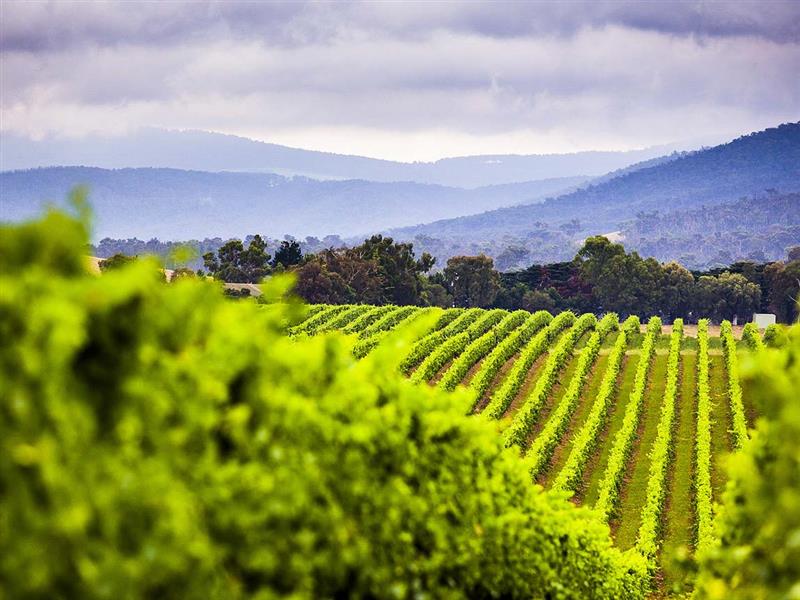 Yarra Valley vineyard, Yarra Valley and Dandenong Ranges, Victoria, Australia