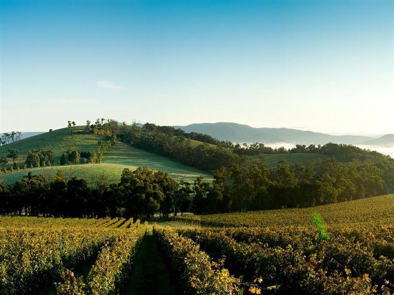 Yarra Valley vista, Yarra Valley and Dandenong Ranges, Victoria, Australia