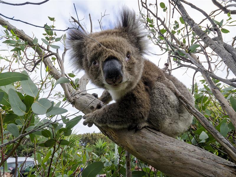 Young Koala. Photo by Darren Donlen.